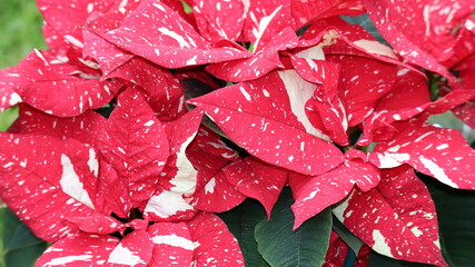 Stella di Natale pianta biancorossa Poinsettia  Euphorbia pulcherrima 