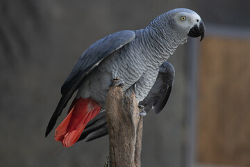 Close up  African Grey Parrot