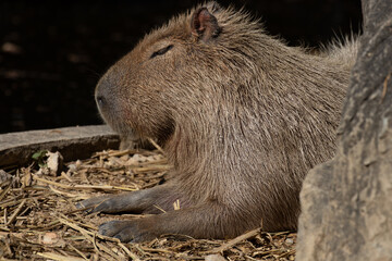 Close up Cute Capybara 