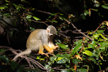 Close up Common Squirrel Monkey, Saimiri Sciureus