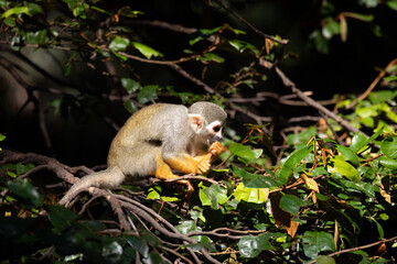 Close up Common Squirrel Monkey, Saimiri Sciureus