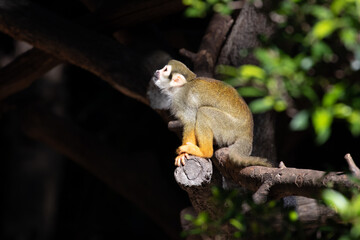 Fototapeta premium Close up Common Squirrel Monkey, Saimiri Sciureus