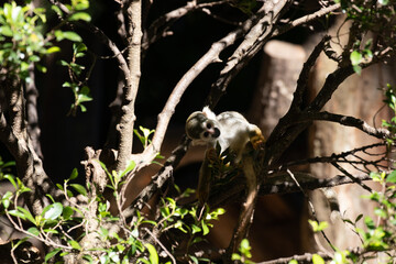 Close up Common Squirrel Monkey, Saimiri Sciureus