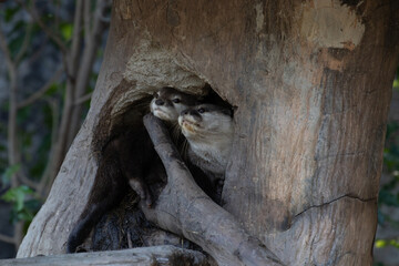 Close up Asian Small-Clawed Otter