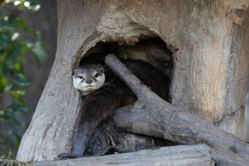 Obraz premium Close up Asian Small-Clawed Otter