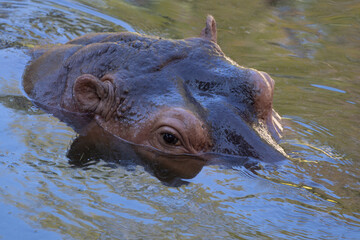 Fototapeta premium hippopotamus in water