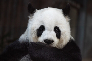 A Portrait of Sweet Female Panda