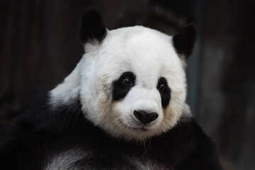 Portrait of sweet panda in Thailand