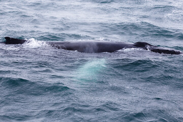 humpback whale in the north