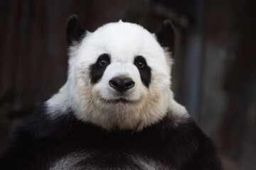 Portrait of sweet female panda in Thailand