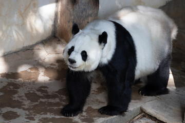 Cute Panda is walking on the yard © foreverhappy