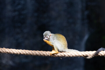 Close up Playful Common Squirrel Monkey