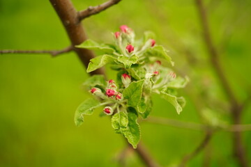 Apple tree blossom in spring garden with pink buds