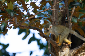 Close up Playful Common Squirrel Monkey