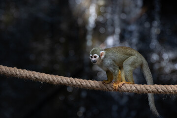 Obraz premium Close up Common Squirrel Monkey