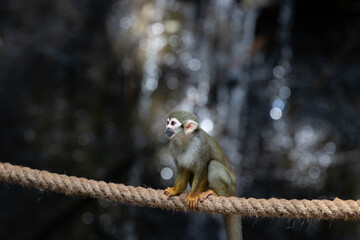 Obraz premium Close up Common Squirrel Monkey