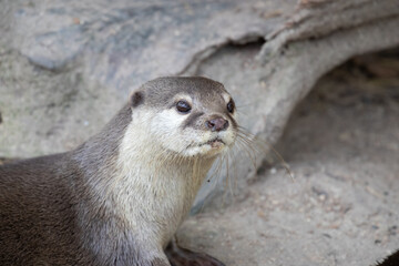 Obraz premium Close up Asian Small-Clawed Otter