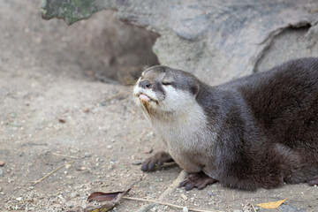 Close up Asian Small-Clawed Otter