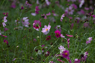 a meadow of  blooming pink cosmos flowers