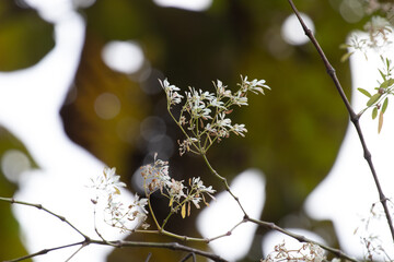 Tiny white flowers with the background of bright sky