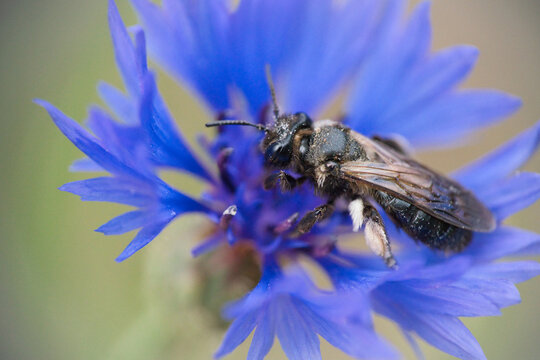 A male Ashy Mining-bee Andrena cineraria on a blue cornflower