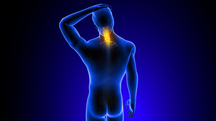 Cervical spine neck joint pain Anatomy For Medical Concept 3D