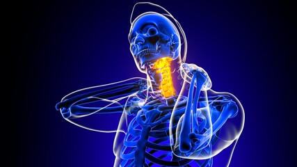 Cervical spine neck joint pain Anatomy For Medical Concept 3D © mybox