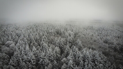 Buchwedel_Stelle_Im_Schnee
