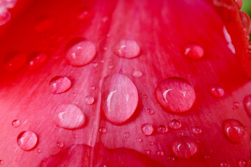 water droplets on red leaf
