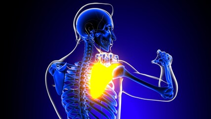 Shoulder joint pain Anatomy For Medical Concept 3D © mybox