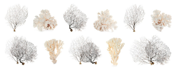 Set with beautiful corals on white background. Banner design