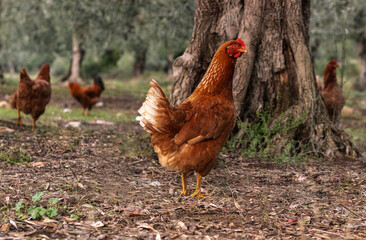 range chickens walks in the garden