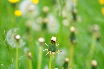 dandelion close up	