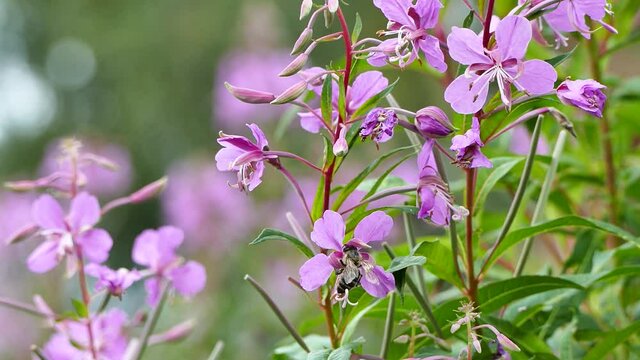 Fireweed purple wildflowers attract honeybees, wasps, bumblebees and other insects, Epilobium angustifolium stock video