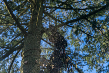 arboristic with a chainsaw by a professional