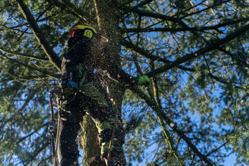 arboristic with a chainsaw by a professional