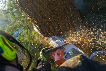 arboristic with a chainsaw by a professional