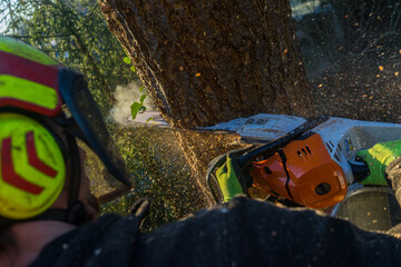 arboristic with a chainsaw by a professional