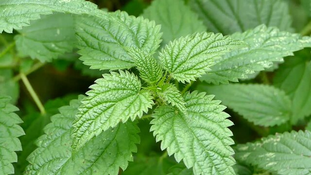 Stinging nettle plant close up, Urtica dioica leaves, Common nettle closeup video