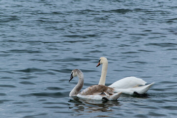 Fototapeta premium Swan family