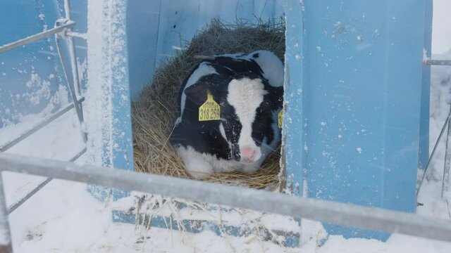 Cute calf in plastic shed. Adorable black and white calf standing on straw inside blue plastic shelter on cold winter day on farm
