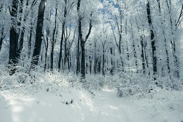 frozen winter woods covered in snow