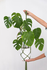 Handmade green macrame plant hangers with potted plant are hanging on woman hand. pot and monstera plant © Irina