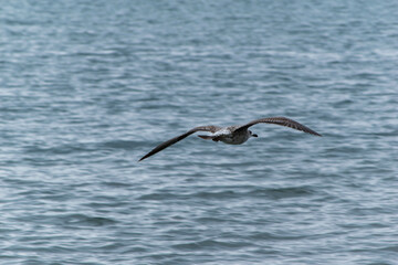 seagull over sea