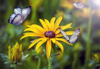 Macro shots, Beautiful nature scene. Closeup beautiful butterfly sitting on the flower in a summer garden.