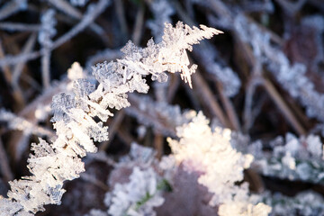 Ice crystals that have formed on blades of grass. Structurally rich and bizarre shapes have emerged.