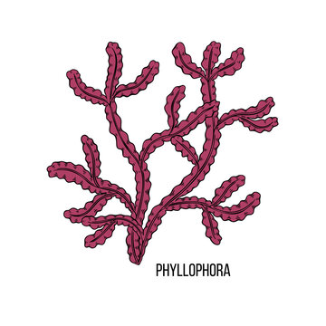 Sketch brown phyllophora algae on white backdrop. Vector drawing illustration. Line art.