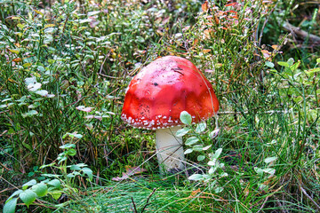 Toadstool in a deciduous forest on the Darss.