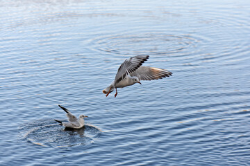 Seagulls and ducks on water