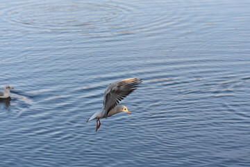 seagull in the water